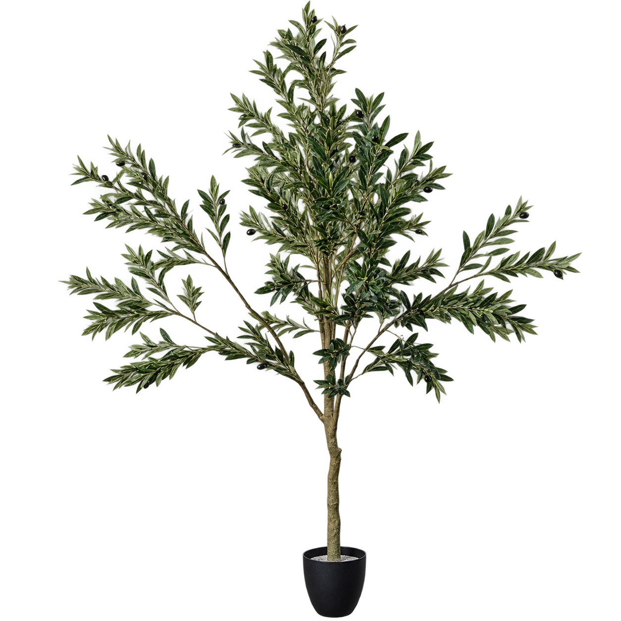OLIVE ELAN TREE