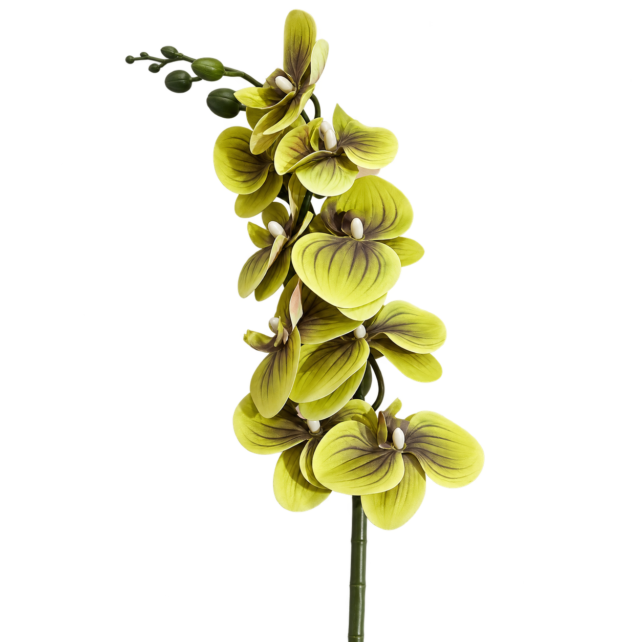 ORCHIS MOSS
